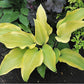See No Evil Hosta Plants online shopping
