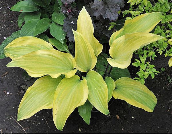 See No Evil Hosta Plants online shopping