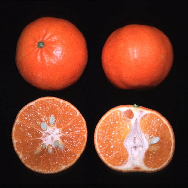 Lee Mandarin Budwood citrus plant material online shopping