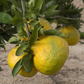 China 6-22 Satsuma Mandarin Budwood citrus plant material online shopping