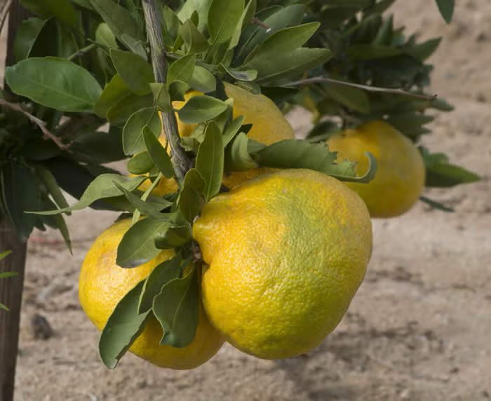 China 6-22 Satsuma Mandarin Budwood citrus plant material online shopping