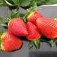 Victory Early Season Strawberry