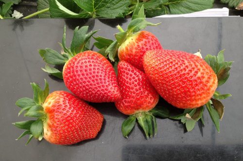 Victory Early Season Strawberry