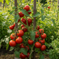 Manitoba Tomato
