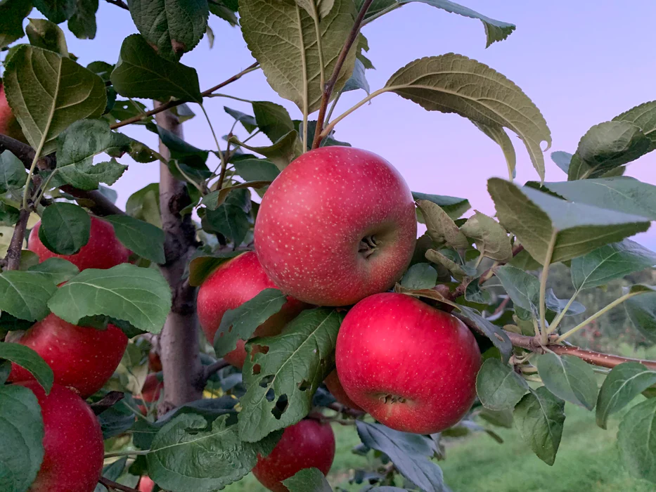 Crimson Crisp® Apple