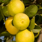 Castelo Lime Budwood citrus plant material online shopping