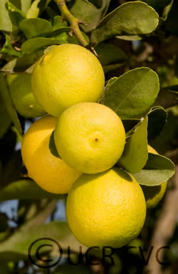 Castelo Lime Budwood citrus plant material online shopping