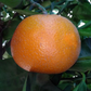 SRA 337 US Furr Mandarin Budwood citrus plant material online shopping
