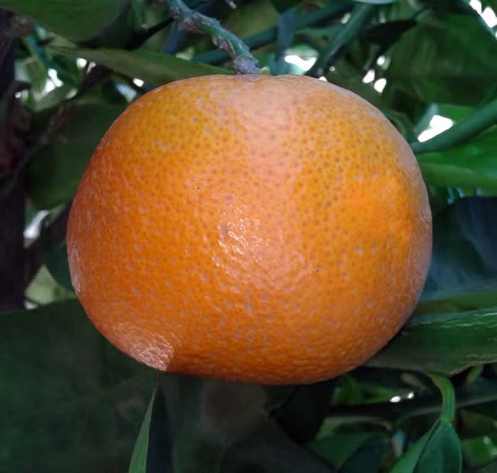 SRA 337 US Furr Mandarin Budwood citrus plant material online shopping