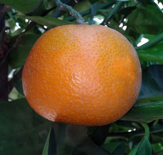 SRA 337 US Furr Mandarin Budwood citrus plant material online shopping