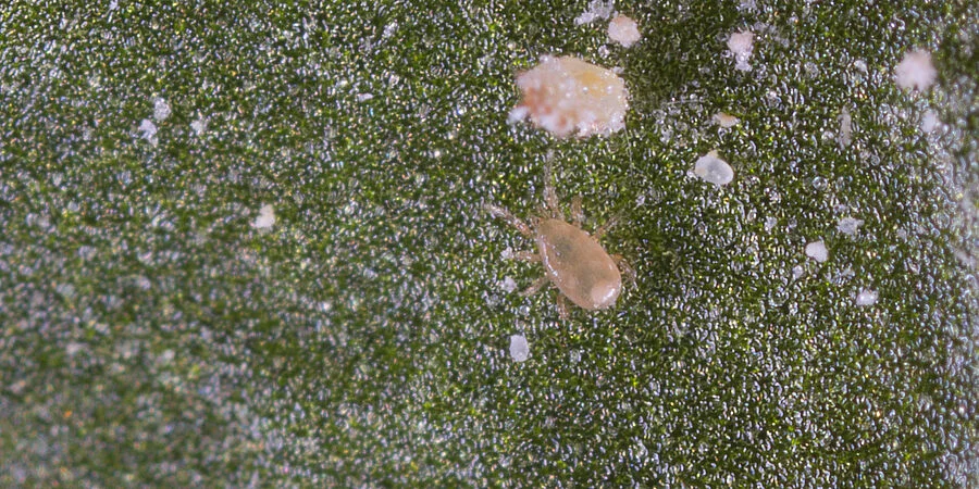 Thripex V Predatory Mite