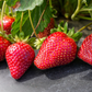 Florida Festival™ Short Day Strawberry