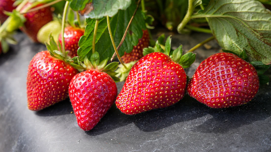 Florida Festival™ Short Day Strawberry