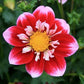 Double Trouble Dahlia Plants online shopping