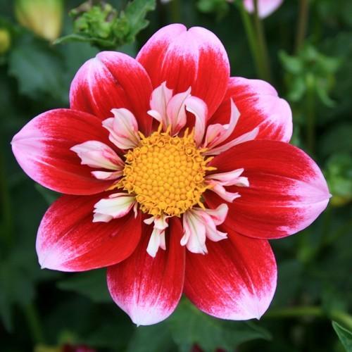 Double Trouble Dahlia Plants online shopping