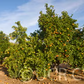 Thermal Tarocco Blood Orange Budwood citrus plant material online shopping