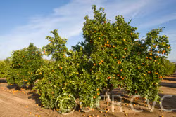 Thermal Tarocco Blood Orange Budwood citrus plant material online shopping