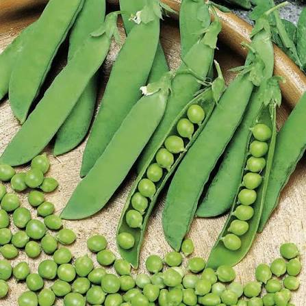 Alderman (Tall Telephone) Shelling Pea Seeds online shopping