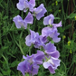 Our Harry Sweet Pea seeds online shopping
