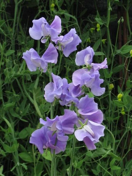 Our Harry Sweet Pea seeds online shopping