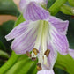 Sun Mouse Hosta Plants online shopping