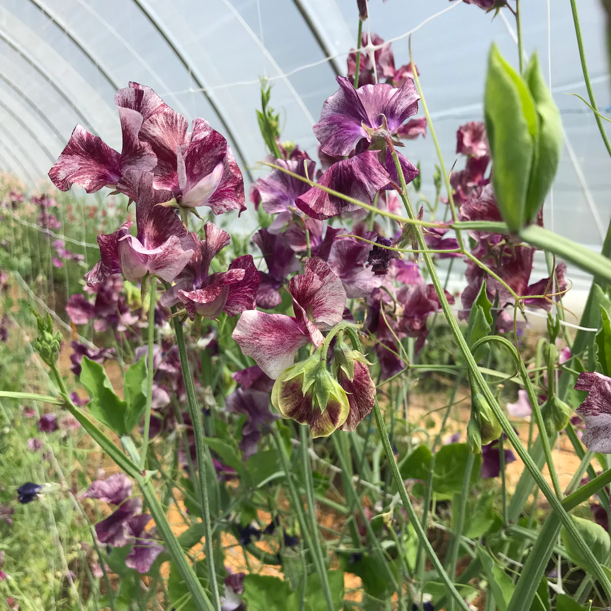 Theia Bella Sweet Pea seeds online shopping