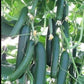 Lebanese Beit Alpha Cucumber