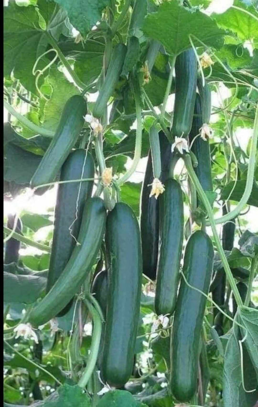 Lebanese Beit Alpha Cucumber Seeds online shopping