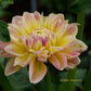 Sheer Heaven Dahlia