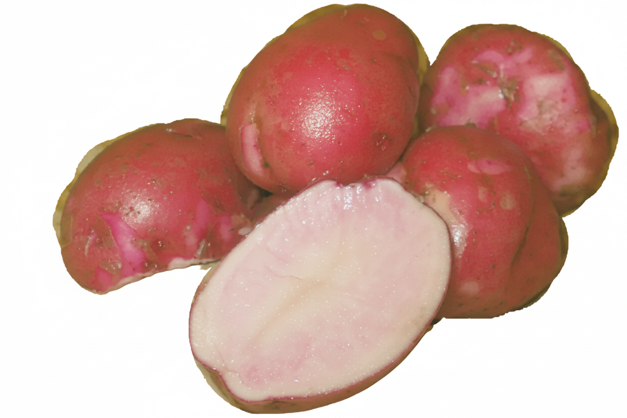 All Red Heritage Potato online shopping