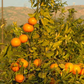 Fraser Seville Sour Orange Budwood citrus plant material online shopping