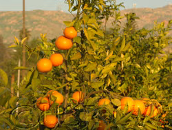 Fraser Seville Sour Orange Budwood citrus plant material online shopping