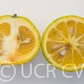 Citrondarin Trifoliate x Satsuma Mandarin Budwood citrus plant material online shopping
