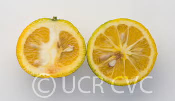 Citrondarin Trifoliate x Satsuma Mandarin Budwood citrus plant material online shopping