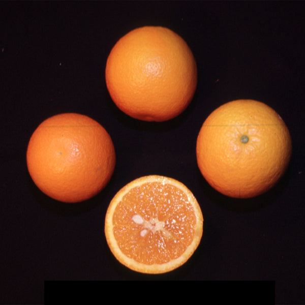 Campbell Nucellar Valencia Orange Budwood citrus plant material online shopping