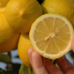 Old Line Eureka Lemon Budwood citrus plant material online shopping