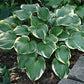 Reflections Hosta Plants online shopping