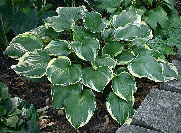 Reflections Hosta Plants online shopping