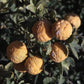 Rich 16-6 Trifoliate Budwood citrus plant material online shopping
