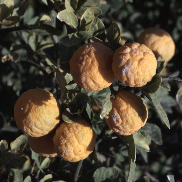 Rich 16-6 Trifoliate Budwood citrus plant material online shopping