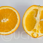 Palmer Navel Orange Budwood citrus plant material online shopping