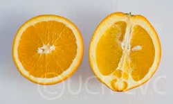 Palmer Navel Orange Budwood citrus plant material online shopping