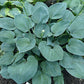 Memphis Blue Hosta Plants online shopping