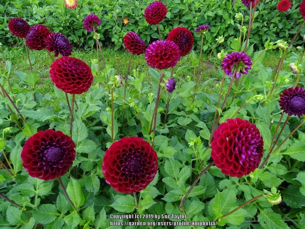 Ivanetti Dahlia
