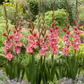 Strawberry Swirl Gladiolus Corms