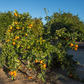 Page Tangelo Mandarin Budwood citrus plant material online shopping