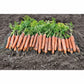 Mokum F1 Carrot Seeds online shopping