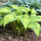 Love Of My Life Hosta Plants online shopping