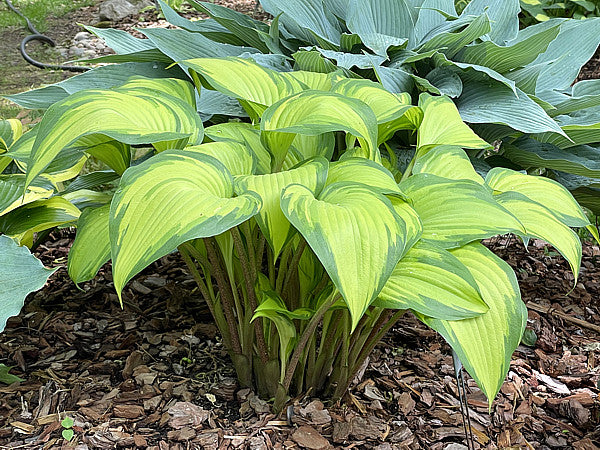 Love Of My Life Hosta Plants online shopping