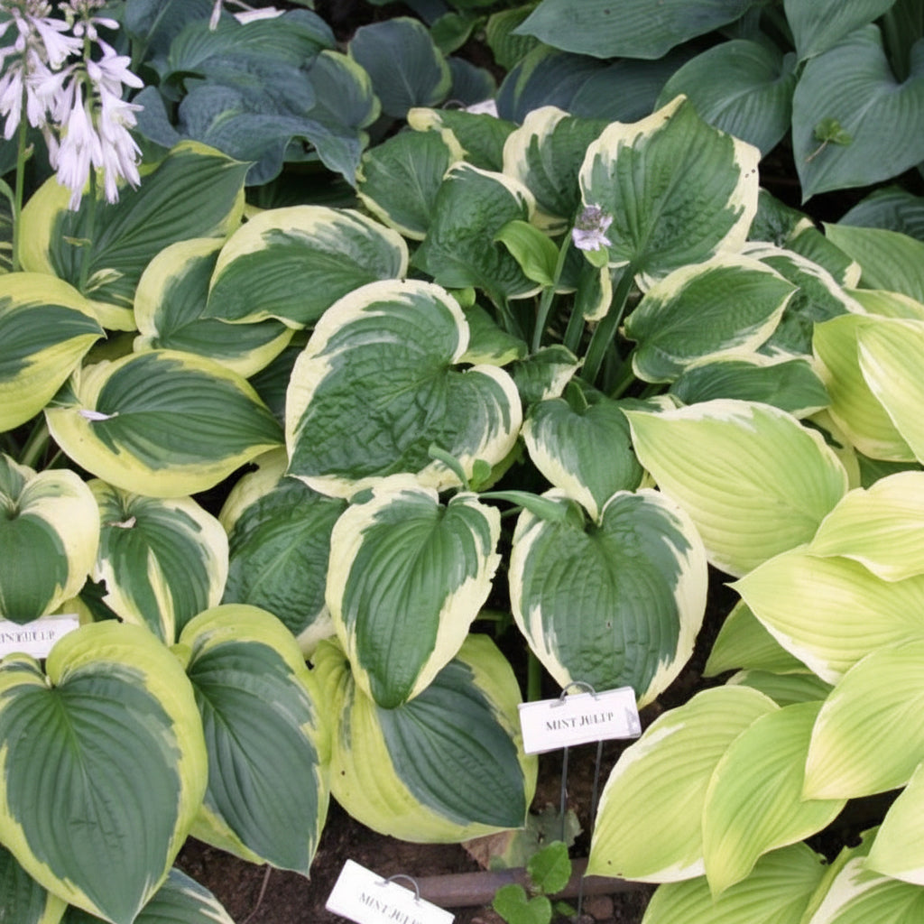 Mint Julep Hosta Plants online shopping